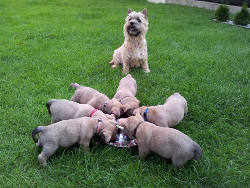 �te�at� KERN TERIER