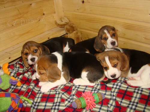Beagle - �t���tka s PP