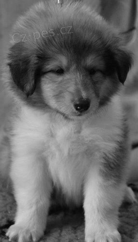 Kolie dlouhosrst� s PP- zlat� fenka