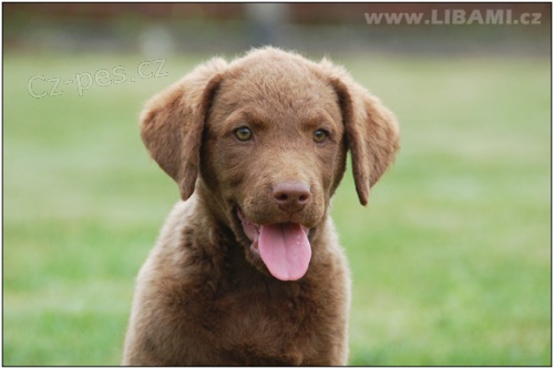 �okol�dov� retr�vr