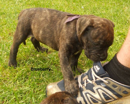 Malorsk� doga - CaDeBou - Mallorsk� doga