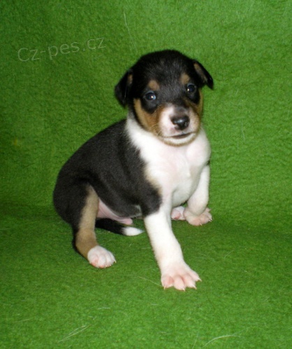 Kolie kr�tkosrst�