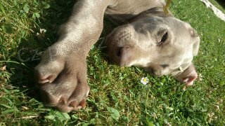 V�marsk� oha� - kr�sn� psi za v�bornou cenu