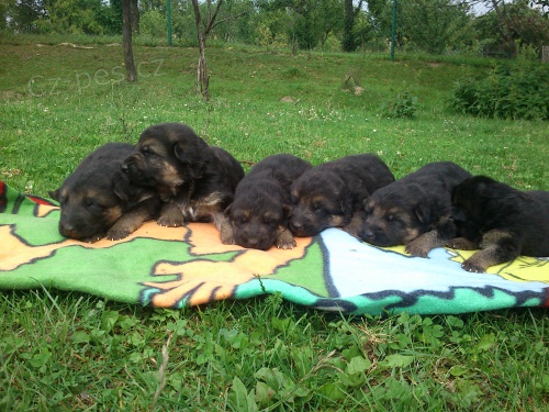 �t���tka n�meck�ho ov��ka