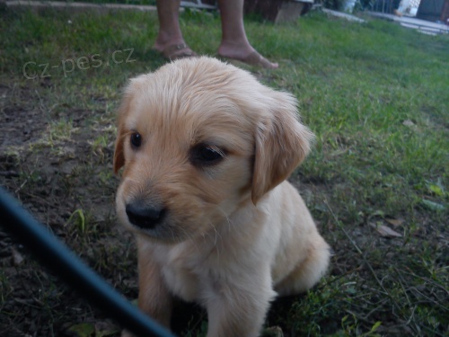 �t���tka zlat�ho retrievra, od�erven�, o�kovan�, bez pp(Ji�n� morava)