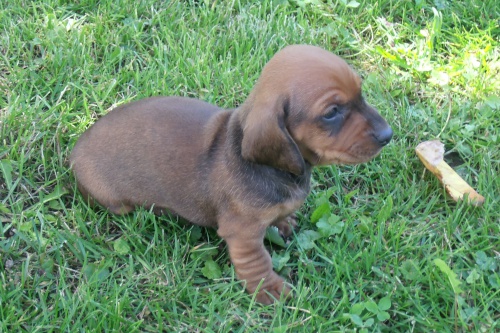 prod�m �t�nata (fenku)