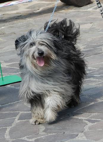 Pyrenejsk� ov��k