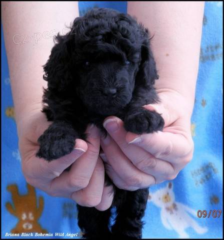 Pudl �ern� toy/trpasli�� s PP