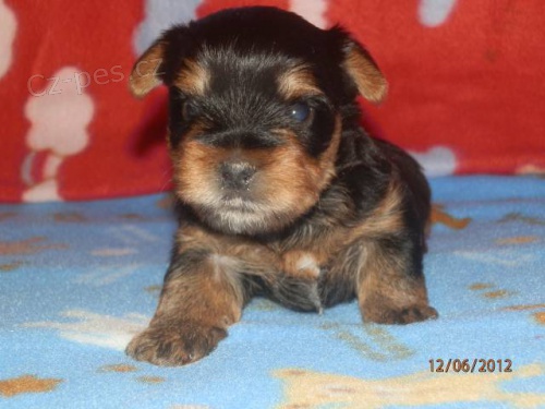 Jork��rsk� terier s PP - pejsek