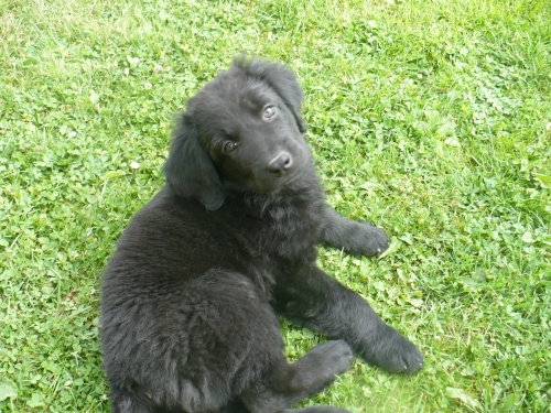 �t�n� hovawarta s PP