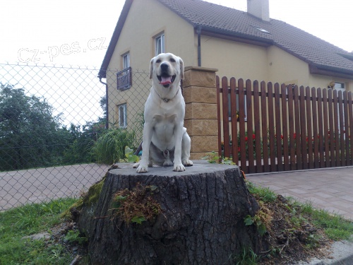 B�l� labrador hled� nev�stu :-)