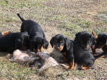 �t�n� slovensk�ho kopova