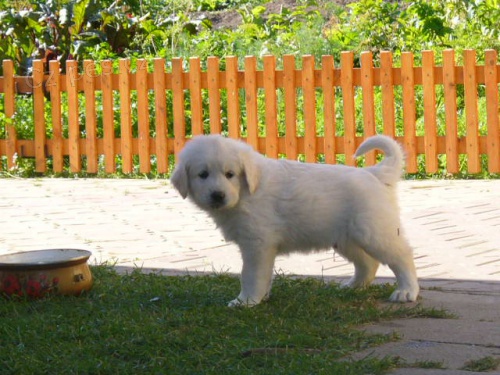 slovensk� �uva�