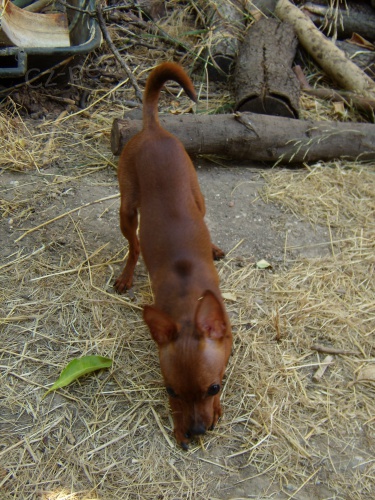 Prazsky Krysarik ke kryti