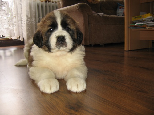 Moskevsk� str�n� pes s PP