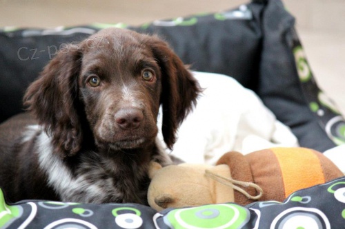 Prod�me psa MMo - �t�n�