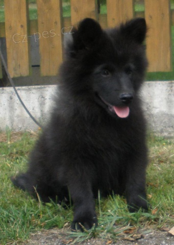 Velk� �ern� �pic �t��ata s PP