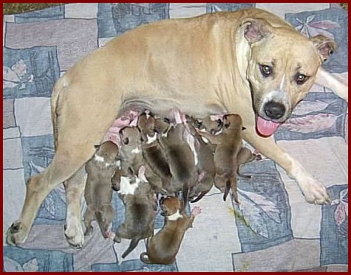 Americk� staford��rsky teri�r