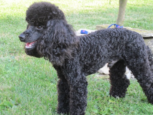 St��h�n� ps�, ko�ek a zakrsl�ch kr�l��k�