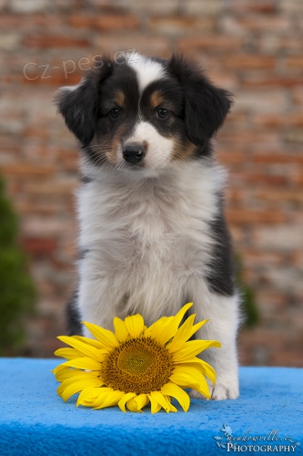 Australsk� ov��k 