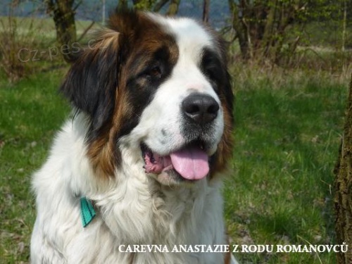 Moskevsk� str�n� pes - �t���tka s PP