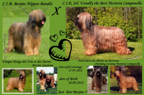 Briard - plav� �t��ata