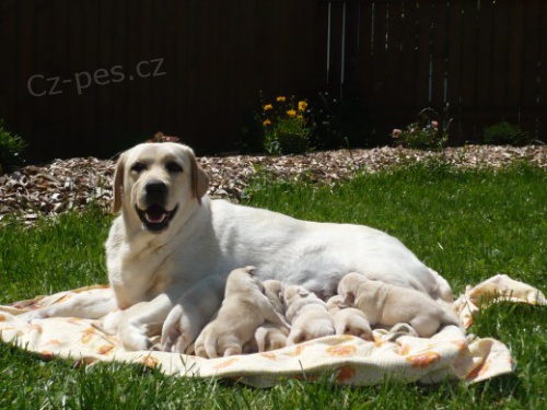 Labradorsk� retr�vr s PP-�lut� �t���tka