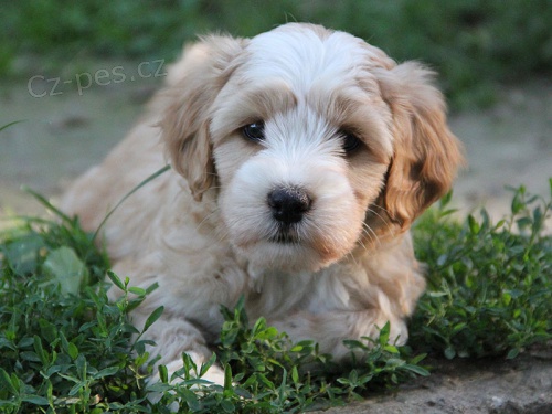 Tibetsk� teri�r- �t���tka s PP