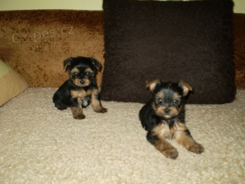 jork��rsk� terier-�t�n�tka