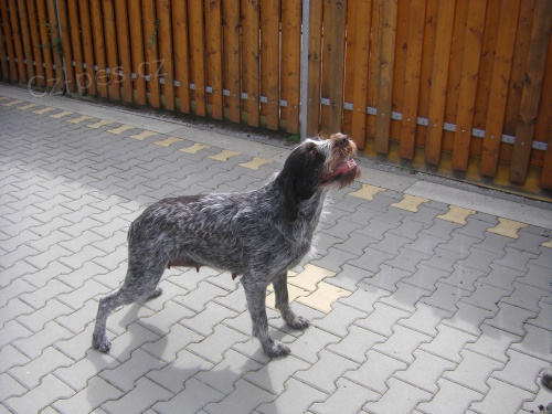 Prod�m v�bornou fenu b�lou�e �F ve 4 poli