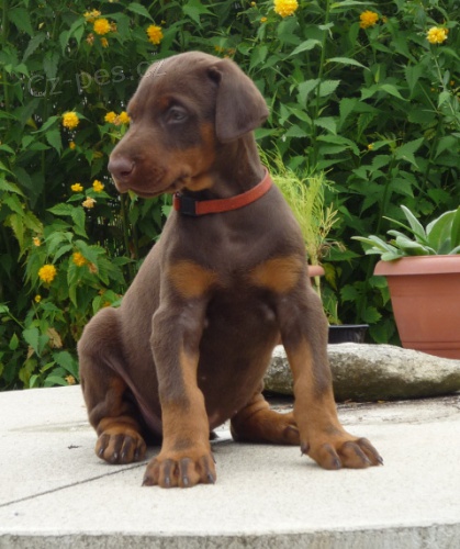 �t�n� s PP - hn�d�