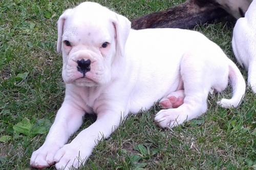 N�meck� boxer - �t��ata