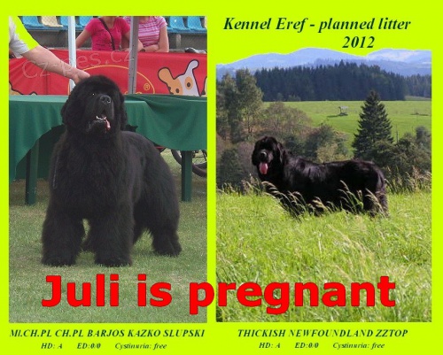 Novofundlandsk� pes