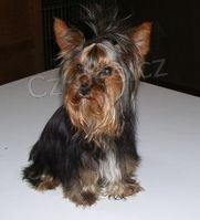 Jork��rsk� terier - nab�z�m kryt�