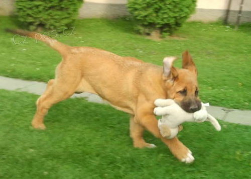 �pan�lsk� mastin - �t��ata s PP