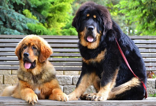 Tibetsk� doga - �t���tka