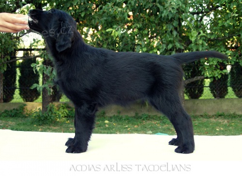 �teniatka Flat Coated Retrievera s PP