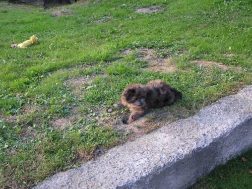 Pyrenejsk� ov��k �t��ata