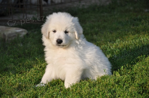 Slovensk� �uva� - �t��ata s PP