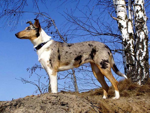 Kr�tkosrst� kolie - �t��ata