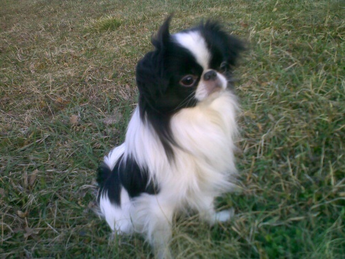 Nab�dka kryt� japan chin