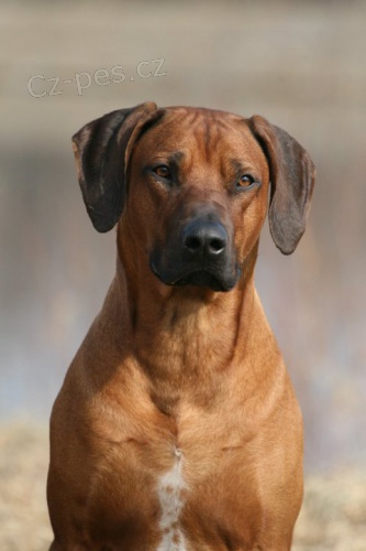 Rezervace �t���tek RR s PP