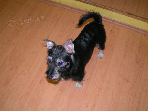 Daruji odrostl� �t���tko kn�ra�e