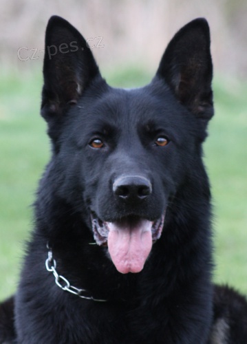 Nab�dka �t�n�tek no