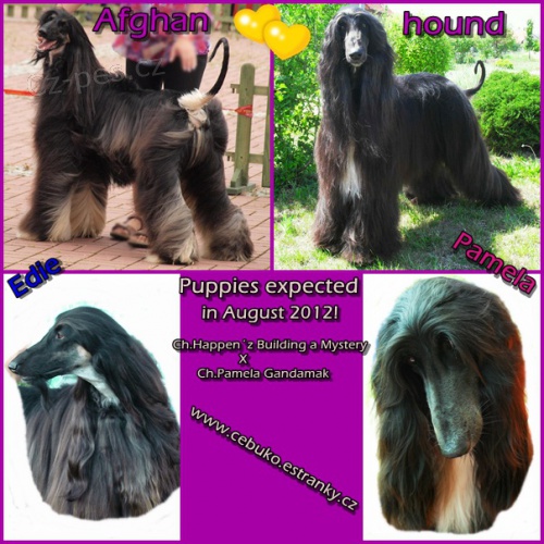 �t��ata - afg�nsk� chrt