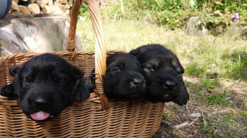 N�meck� ov��k dlouhosrst� - �t��ata s PP