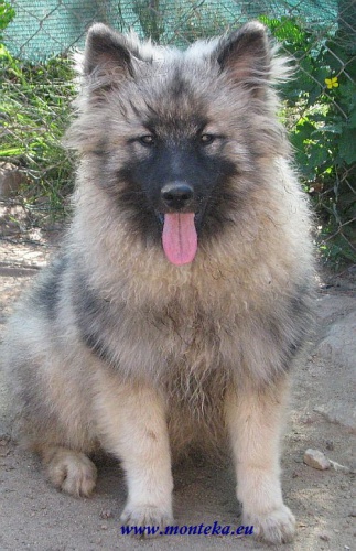 n�meck� vl�� �pic