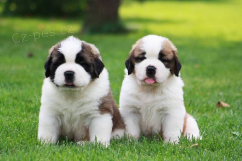 �t��ata bernard�na s PP