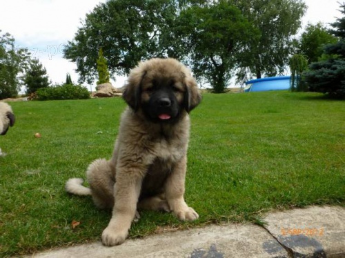 Kavkazsk� pasteveck� pes