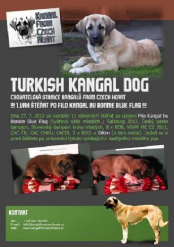 �t��ata anatolsk�ho pasteveck�ho psa k prodeji